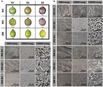 Comparative Analysis of Cuticular Wax in Various Grape Cultivars During Berry Development and After Storage